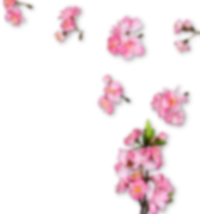 right side sakura